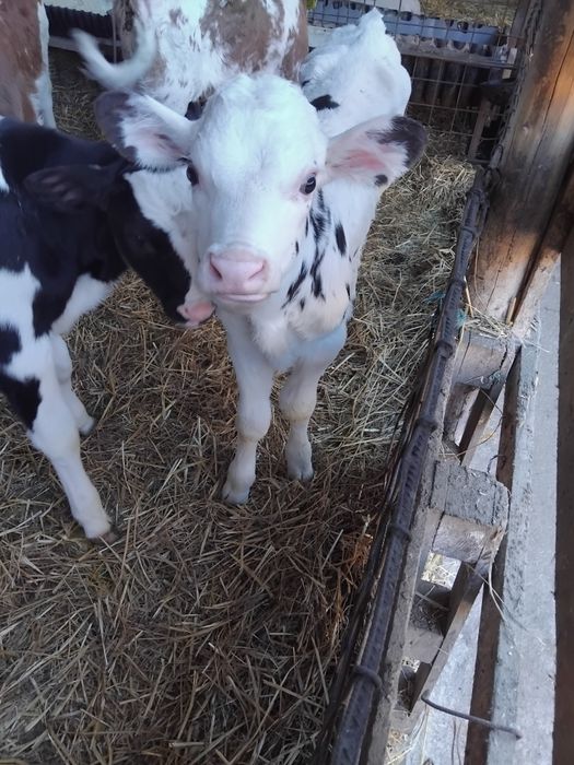 Vitei de lapte de 3-4 sãptamâni