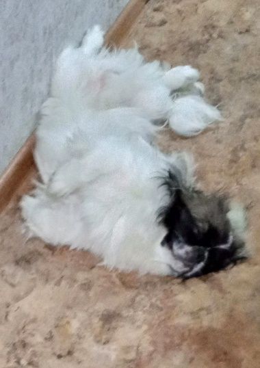 Кобель, вязка. Развязан