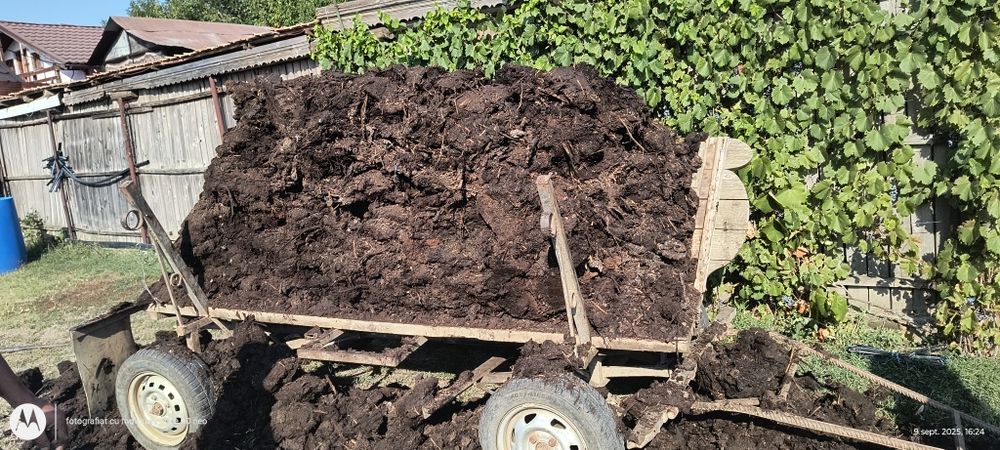 Vând  rănită pt solare