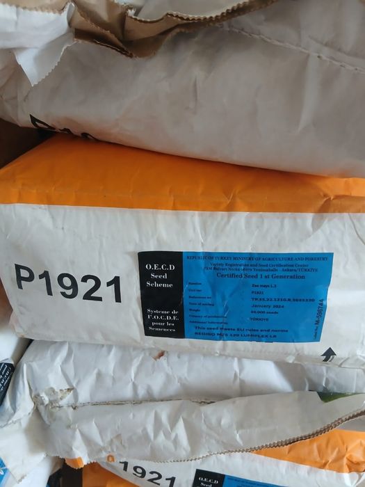 Пионер семена кукурузы