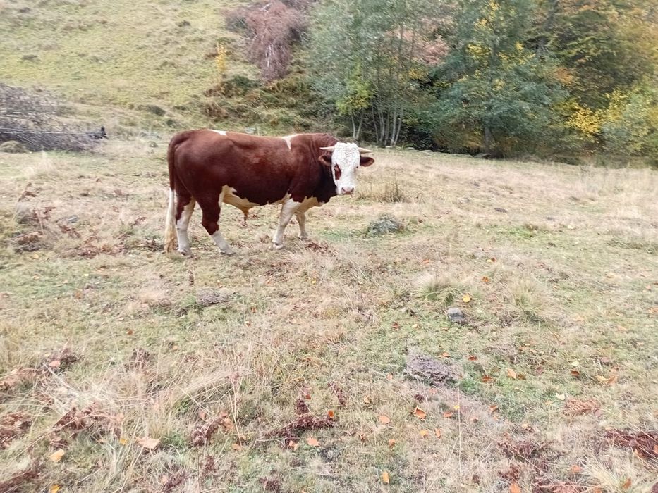 Vând taur cuminte