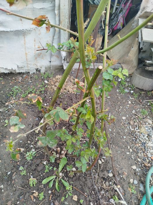 Ежемалина куст..