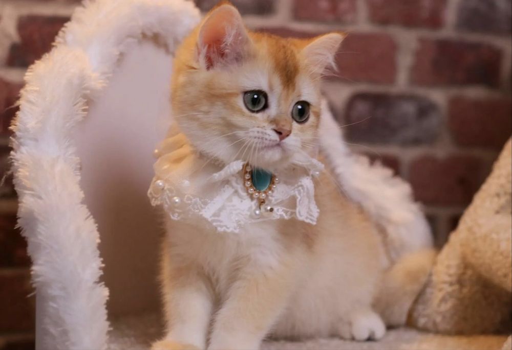 Котята британские из питомника