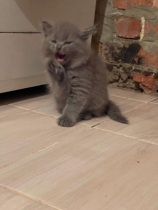 Отдам котят в добрые руки