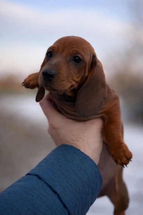 Teckel tekel techel par scurt femela