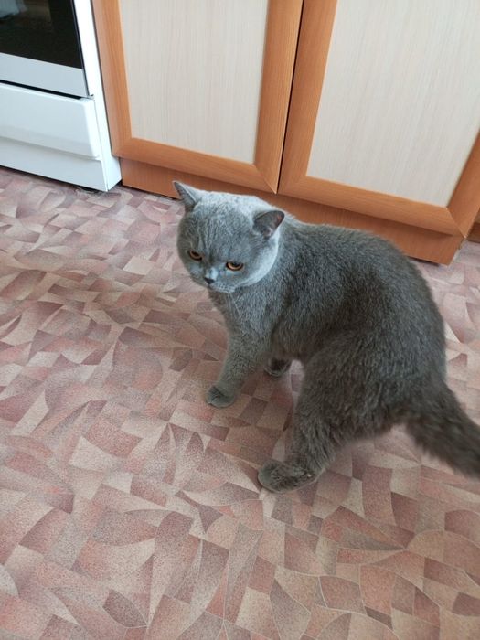 Отдам в добрые руки