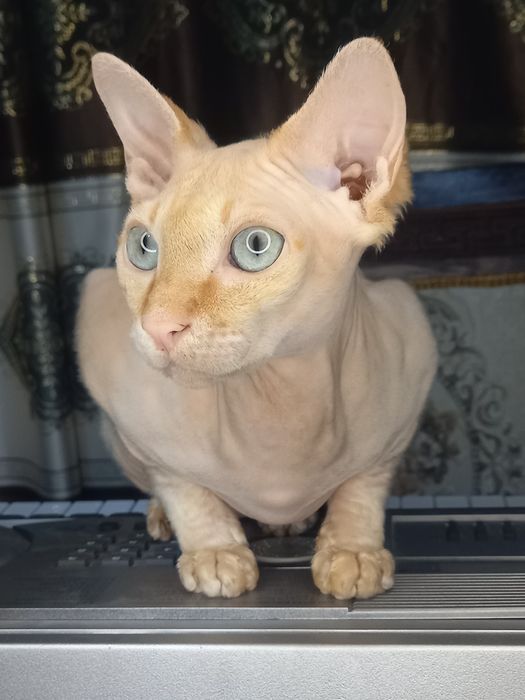 Sfinks mushuk ogil вяска