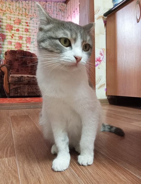 Отдам кошку в добрые руки