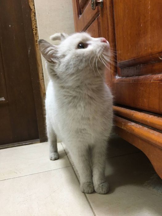 Котята, кошечки и коты