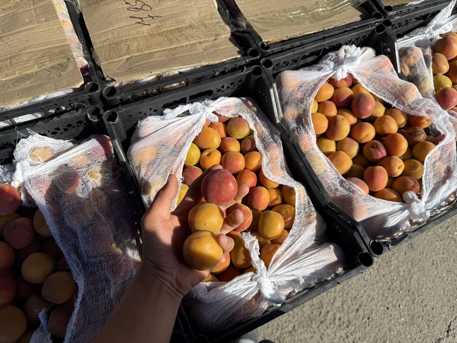 Натуральный сок”Өрік жемісі”