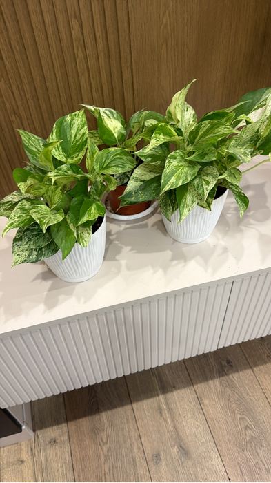 Продам Комнатные растения