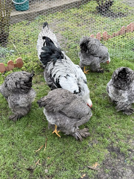 Oua brahma de incubat