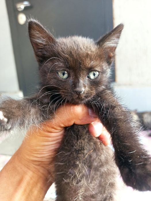 Котенок  в добрые руки