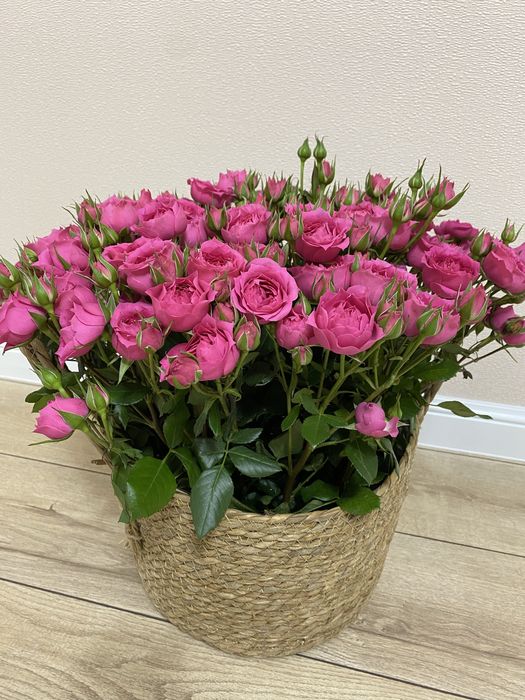 Продам цветы в корзине
