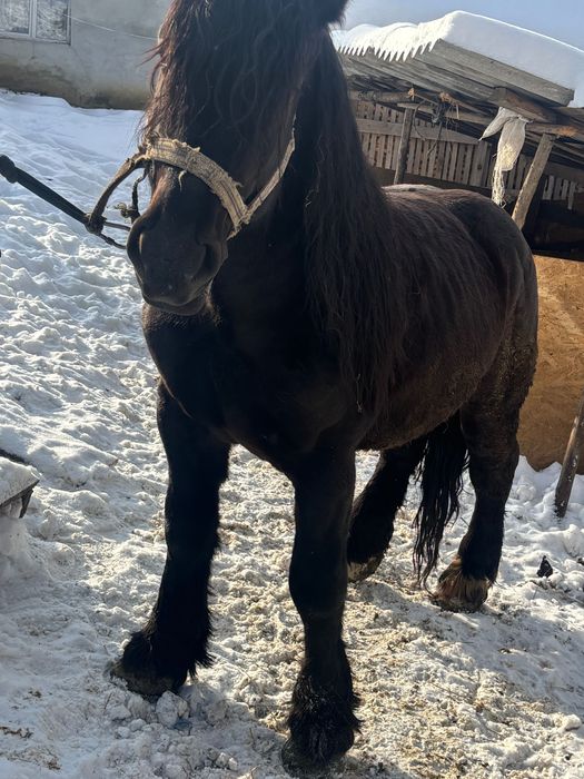 Vând armăsar de 5 ani