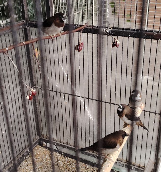 2 двойки Японски амадини