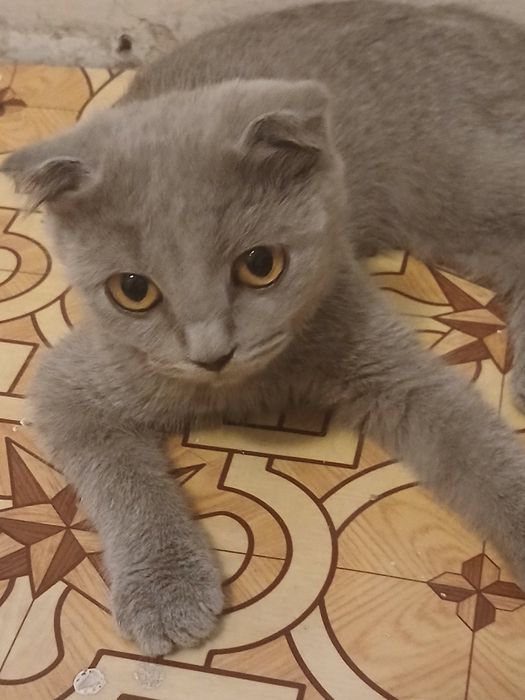 Британский котёнок 3 месяца
