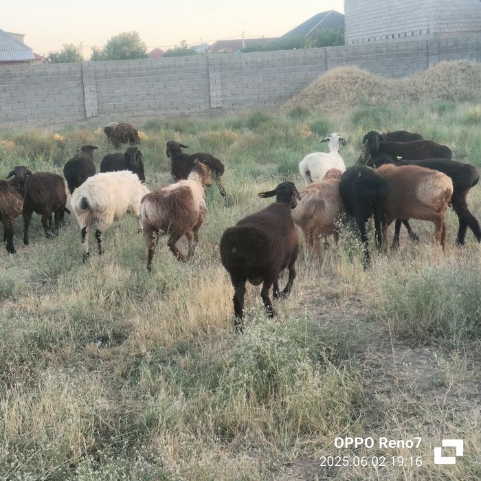 Құрбандыққа қой қошқар