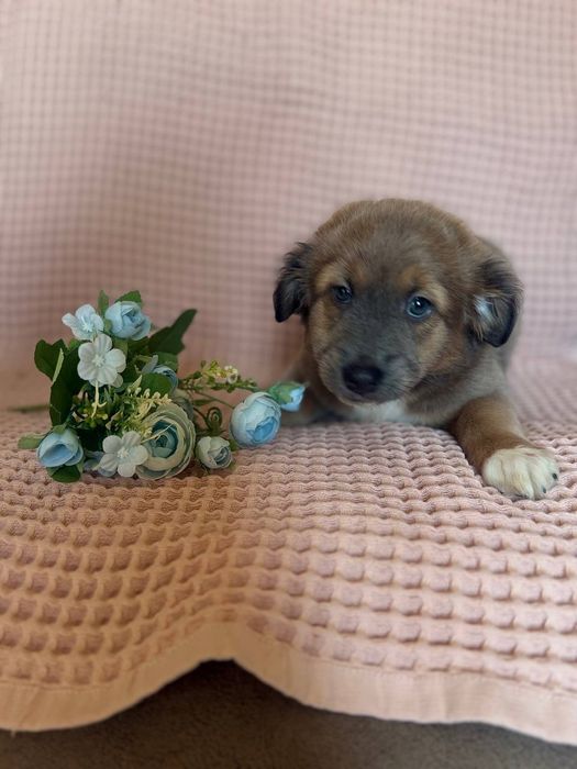 Щенята, домашние, привитые с паспортами, отдаём по договору.