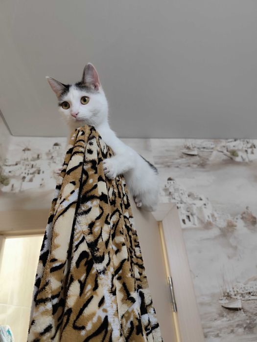 Отдам хорошеньких кошечек