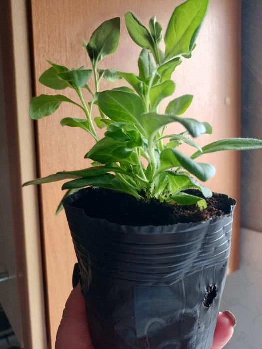 Петуния ампельная