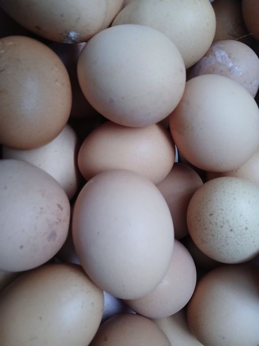 Продам домашние яйца