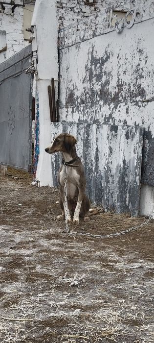 Тазы сатылады  1