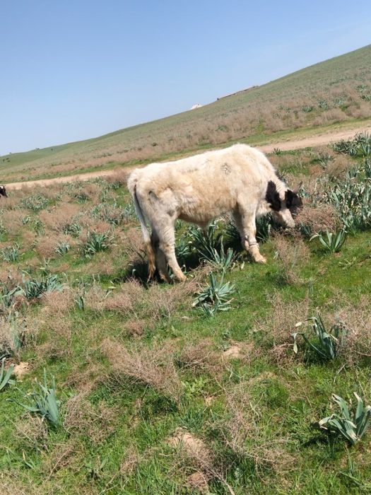 Бұқа лар бар сатылатын