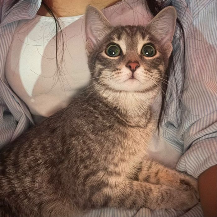Котёнок подросток ищет добрые руки