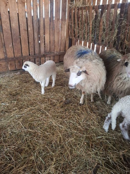 De vânzare la pret bun