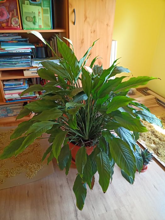 Planta ornamentala de camera Crinul pacii Spathiphyllum