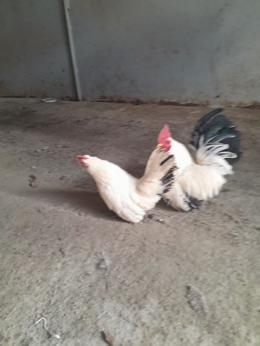 Vand gaini Chabo si Plymouth