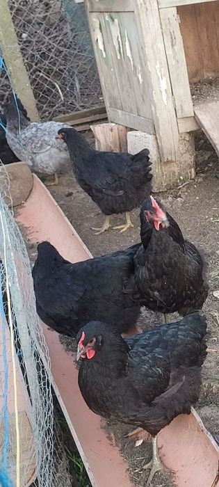 Vând găini  și ouă Jersey Giant