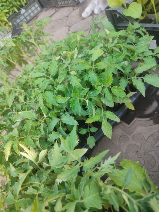 Продам рассаду разную