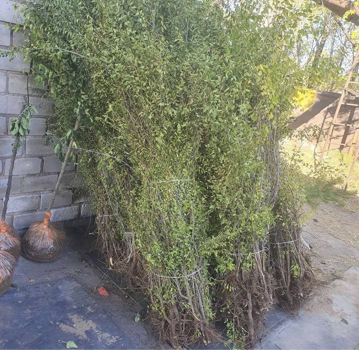 Живая изгородь карагач