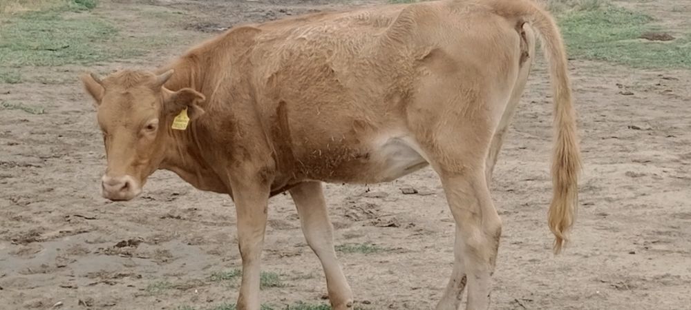 Продам продам Продам