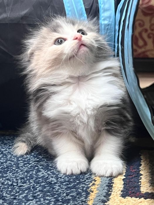 Шотландские малыши