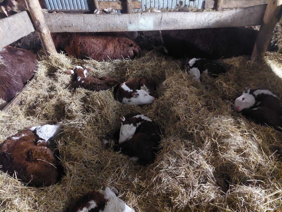 Продам племенных коров с телятами.