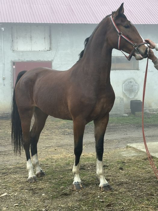 De vanzare iapa kwpn .varsta 4 ani . Pedigree si pasaport Olanda.