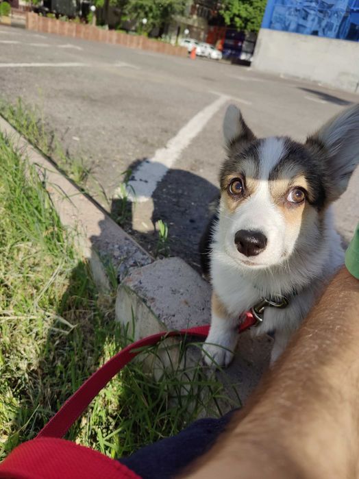 Открыта бронь на щенков корги