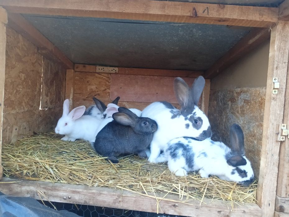 De vânzare  3 pui de iepuri
