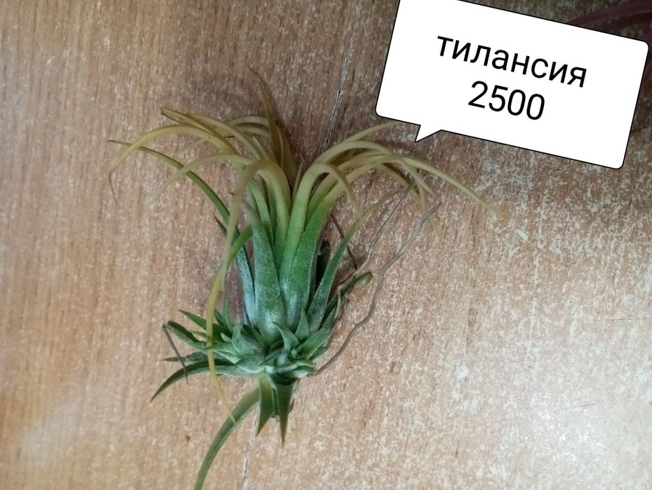 Комнатные цветы недорого