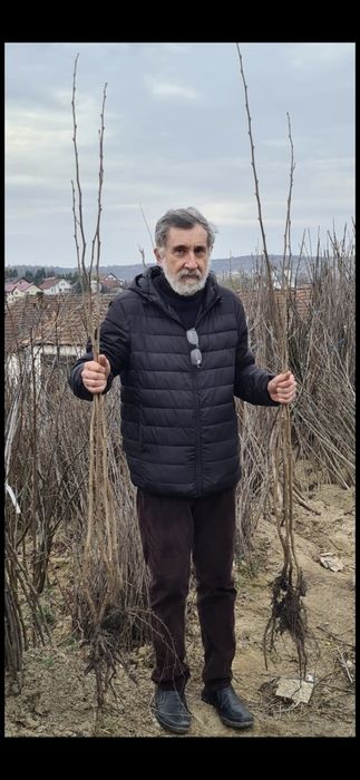 Livram;Plantam Nuci Chandler Aluni Soi.Ciresi. Paulownia RO UE