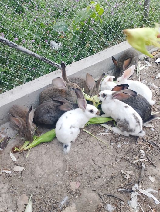 Vând iepurii uriaș german