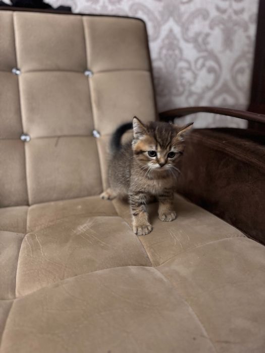 Срочно продается золотая шиншила британец