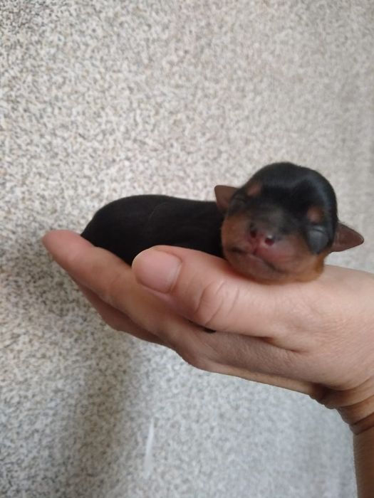 Йоркширский терьер