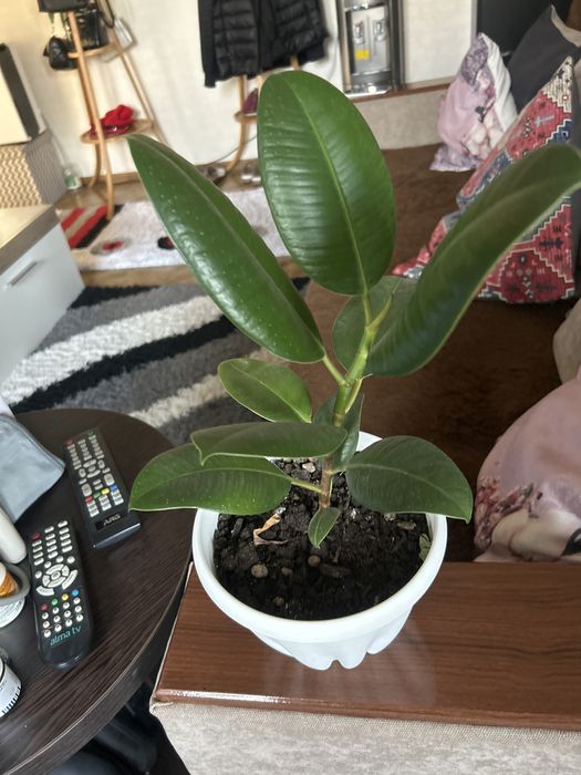 Продам фикусы Бенжамина