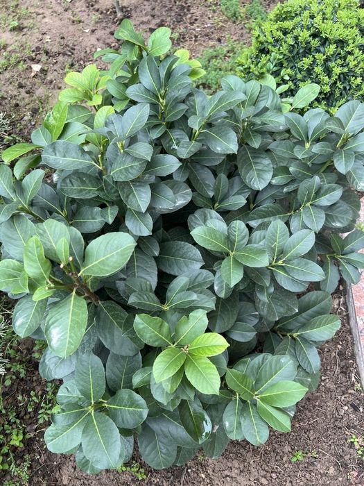 Лавровишня (Новида)
Италия оригинал.
Баландлиги-80см.
Эни-85см.
Нархи-