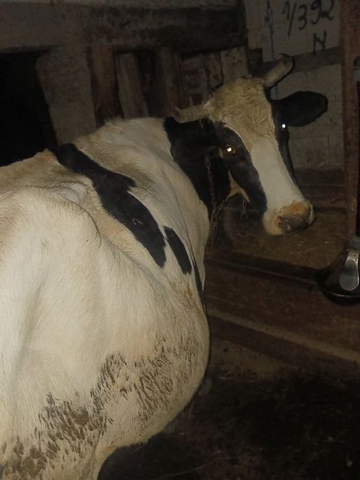 vând vacă bună de lapte