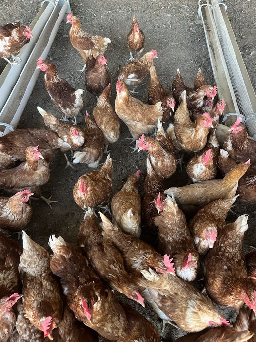 Ломан браун тауықтары